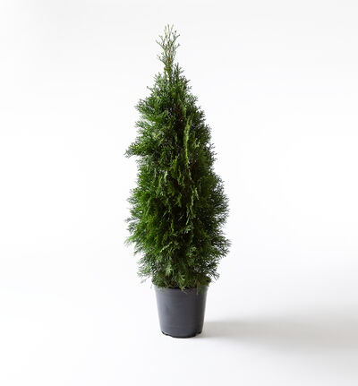 Thuja 100 cm Thuja 100 cm